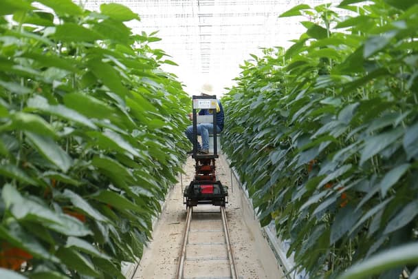 智慧農業：效率提升還是隱憂重重？優缺點深度剖析