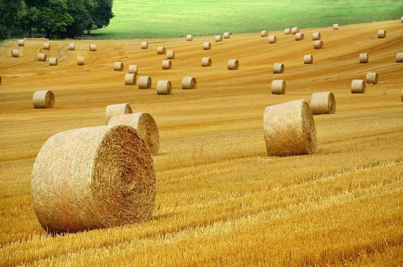 smart-farming-ai-agriculture