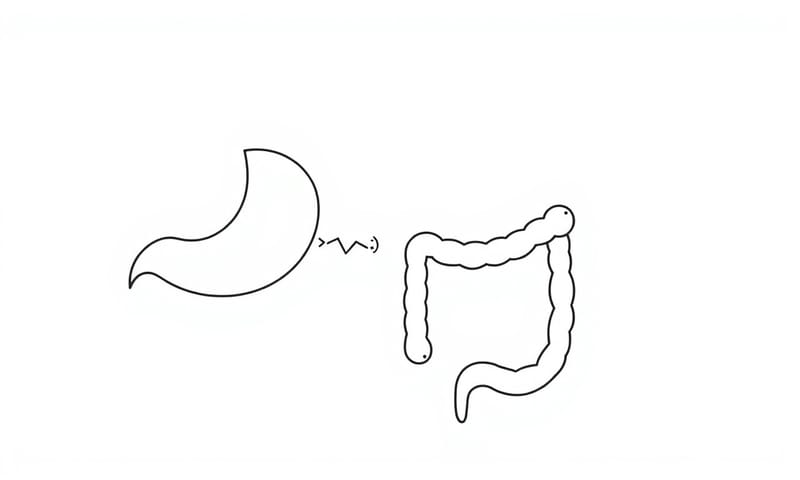 蛋白質消化吸收的簡化概念